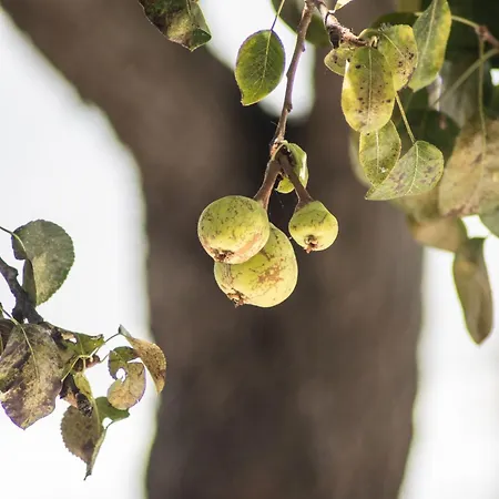 Hébergement de vacances Urban - A Algarvia