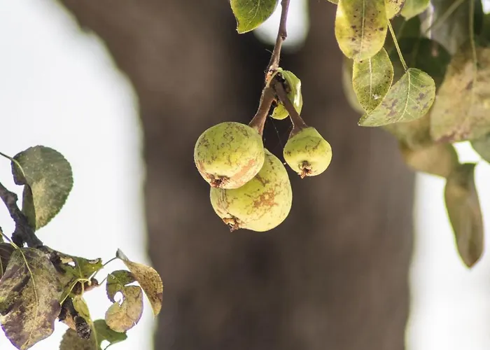 Сasa de vacaciones Urban - A Algarvia