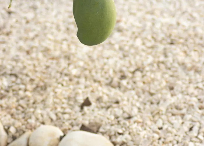 Dom wakacyjny Urban - A Algarvia *